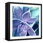 Succulent Dawn 2-Debbie Pearson-Framed Stretched Canvas