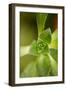 Succulent Detail I-Erin Berzel-Framed Photographic Print