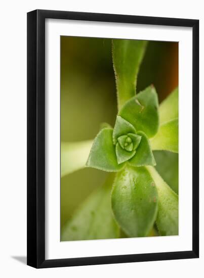 Succulent Detail I-Erin Berzel-Framed Photographic Print