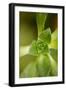 Succulent Detail I-Erin Berzel-Framed Photographic Print