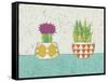 Succulent Duo II-Chariklia Zarris-Framed Stretched Canvas