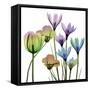 Succulent Garden 1-Albert Koetsier-Framed Stretched Canvas