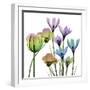 Succulent Garden 1-Albert Koetsier-Framed Photographic Print