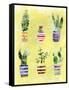 Succulent Garden-Summer Tali Hilty-Framed Stretched Canvas