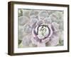 Succulent Glow I-Jason Johnson-Framed Photographic Print