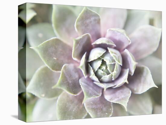 Succulent Glow II-Jason Johnson-Stretched Canvas