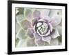 Succulent Glow II-Jason Johnson-Framed Photographic Print