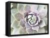 Succulent Glow II-Jason Johnson-Framed Stretched Canvas