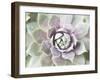 Succulent Glow II-Jason Johnson-Framed Photographic Print