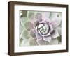 Succulent Glow II-Jason Johnson-Framed Photographic Print