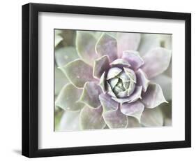 Succulent Glow II-Jason Johnson-Framed Photographic Print