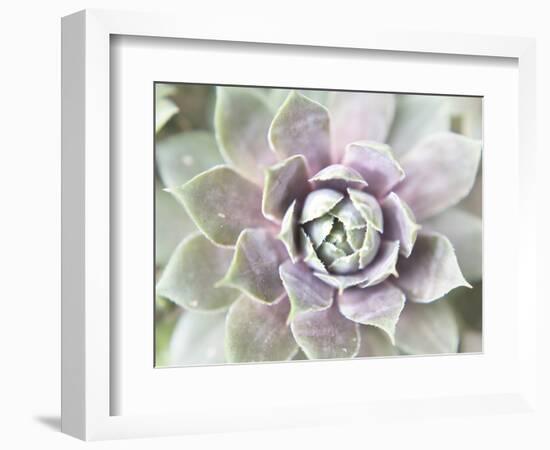 Succulent Glow II-Jason Johnson-Framed Photographic Print