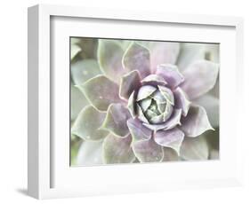 Succulent Glow II-Jason Johnson-Framed Photographic Print