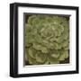 Succulent I-Janet Kruskamp-Framed Art Print