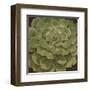 Succulent I-Janet Kruskamp-Framed Art Print