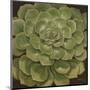 Succulent I-Janet Kruskamp-Mounted Art Print