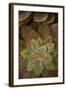 Succulent I-Karyn Millet-Framed Photographic Print