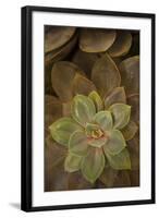 Succulent I-Karyn Millet-Framed Photographic Print