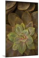 Succulent I-Karyn Millet-Mounted Photographic Print