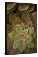 Succulent I-Karyn Millet-Stretched Canvas