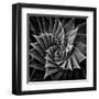 Succulent I-Mia Jensen-Framed Art Print