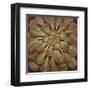 Succulent II-Janet Kruskamp-Framed Art Print