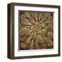 Succulent II-Janet Kruskamp-Framed Art Print