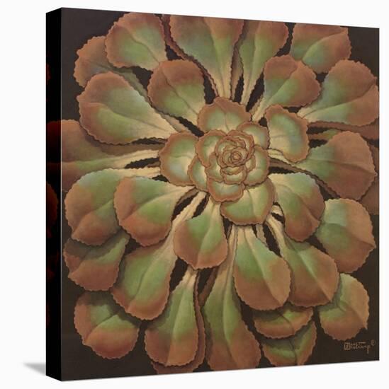 Succulent II-Janet Kruskamp-Stretched Canvas