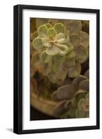 Succulent II-Karyn Millet-Framed Photographic Print