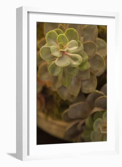 Succulent II-Karyn Millet-Framed Photographic Print