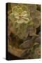 Succulent II-Karyn Millet-Stretched Canvas