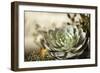 Succulent III-Karyn Millet-Framed Photographic Print