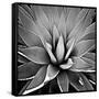 Succulent III-Mia Jensen-Framed Stretched Canvas