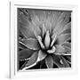 Succulent III-Mia Jensen-Framed Art Print