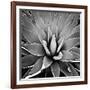 Succulent III-Mia Jensen-Framed Art Print