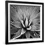 Succulent III-Mia Jensen-Framed Art Print