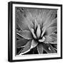 Succulent III-Mia Jensen-Framed Art Print