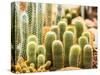 Succulent in Chiangmai Thailand-lightofchairat-Stretched Canvas