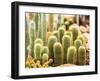 Succulent in Chiangmai Thailand-lightofchairat-Framed Photographic Print