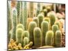 Succulent in Chiangmai Thailand-lightofchairat-Mounted Photographic Print