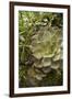 Succulent IV-Karyn Millet-Framed Photographic Print