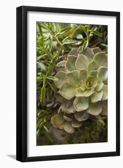 Succulent IV-Karyn Millet-Framed Photographic Print