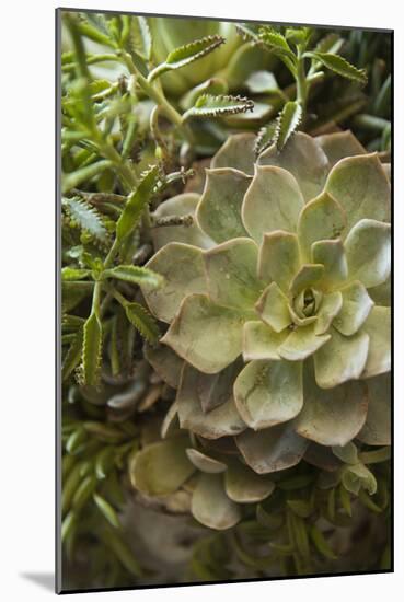 Succulent IV-Karyn Millet-Mounted Photographic Print