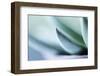 Succulent Leaf in Close-up-Paivi Vikstrom-Framed Photographic Print