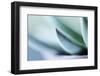 Succulent Leaf in Close-up-Paivi Vikstrom-Framed Photographic Print