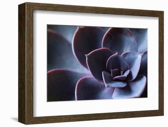 Succulent Leaves in Close-up, purple color-Paivi Vikstrom-Framed Photographic Print