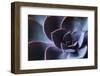 Succulent Leaves in Close-up, purple color-Paivi Vikstrom-Framed Photographic Print