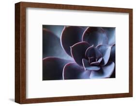 Succulent Leaves in Close-up, purple color-Paivi Vikstrom-Framed Photographic Print