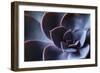 Succulent Leaves in Close-up, purple color-Paivi Vikstrom-Framed Photographic Print