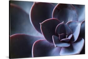 Succulent Leaves in Close-up, purple color-Paivi Vikstrom-Stretched Canvas